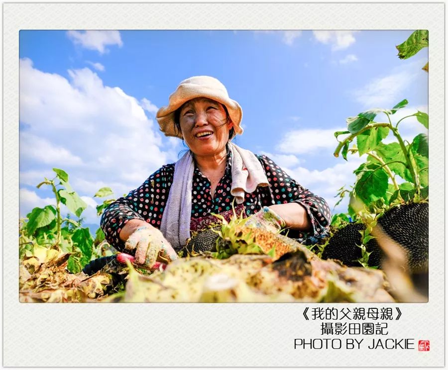 夏油葵种植技术视频_种油葵机器_油葵种植