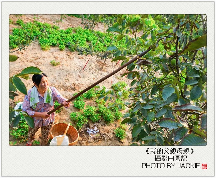 种油葵机器_油葵种植_夏油葵种植技术视频