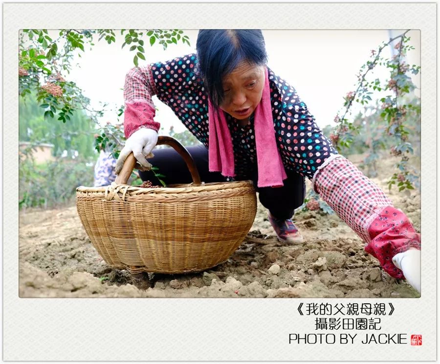 种油葵机器_油葵种植_夏油葵种植技术视频