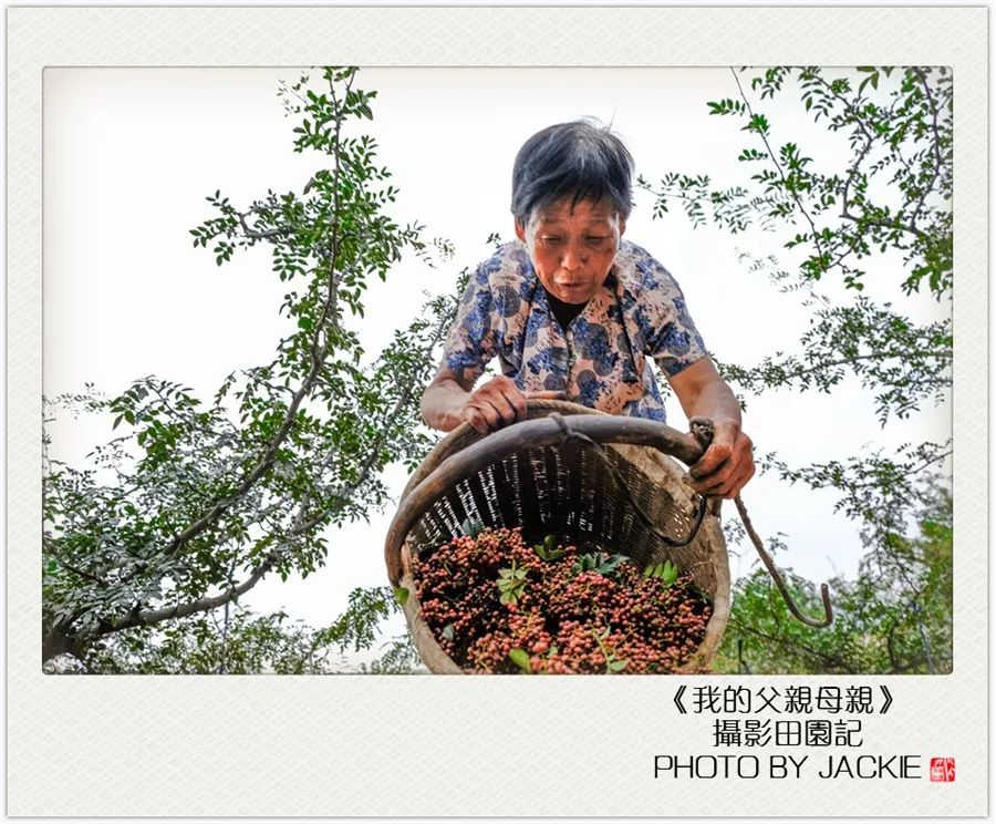 种油葵机器_夏油葵种植技术视频_油葵种植