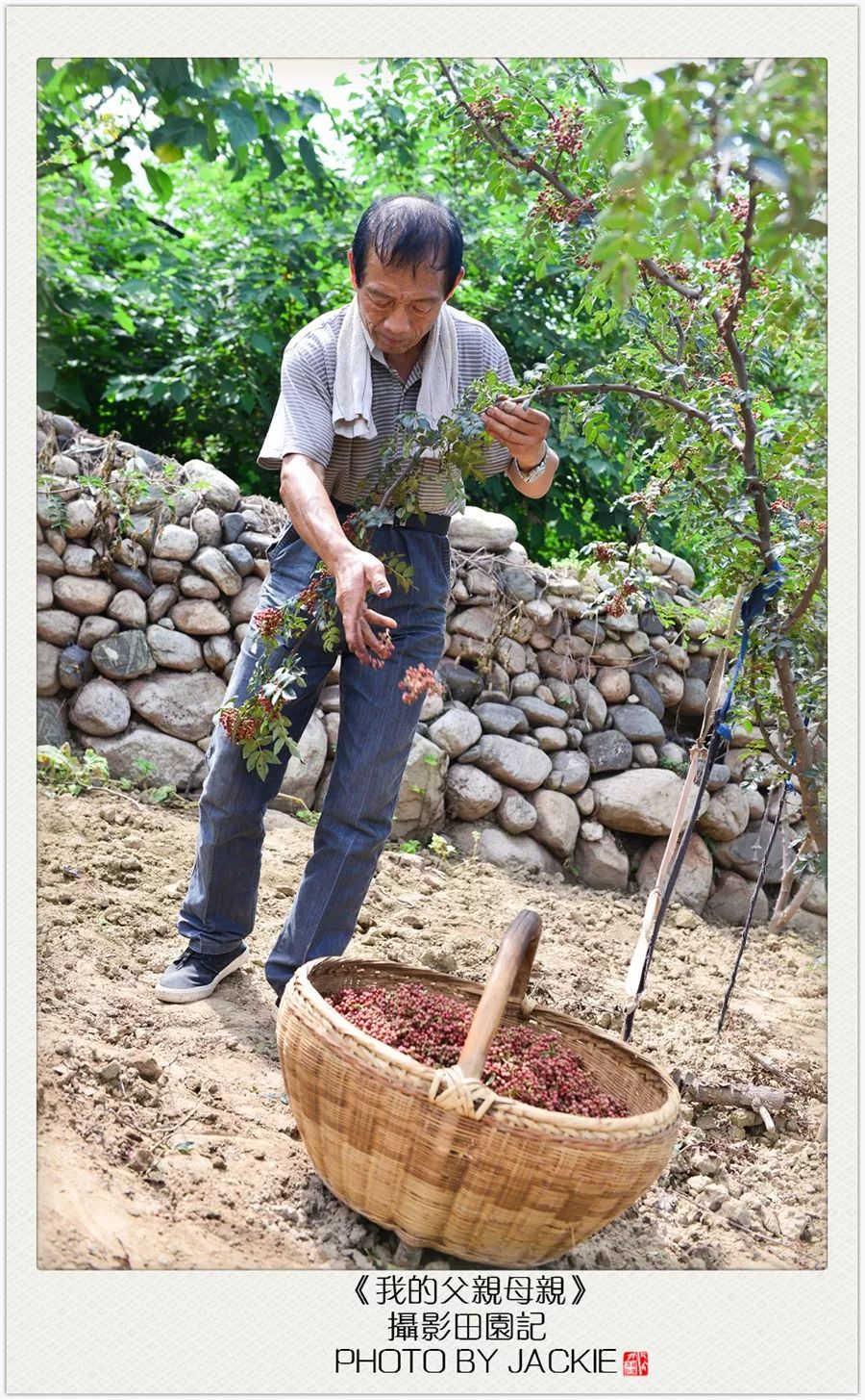 油葵种植_种油葵机器_夏油葵种植技术视频