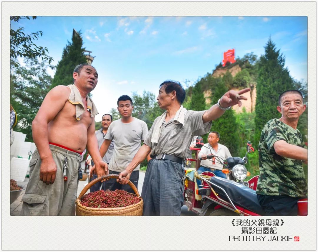 油葵种植_种油葵机器_夏油葵种植技术视频