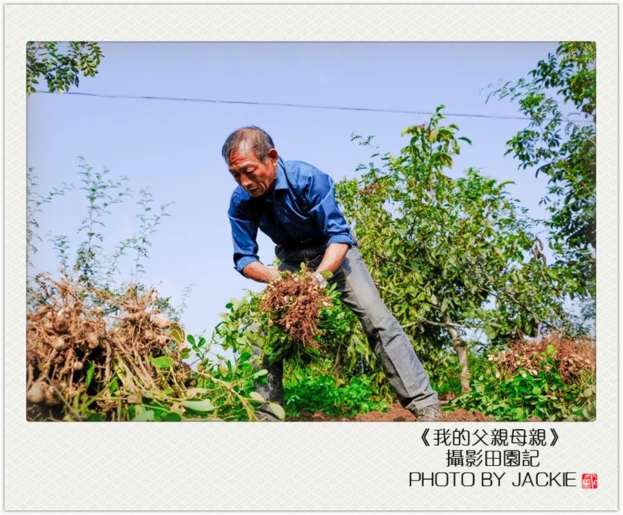 夏油葵种植技术视频_油葵种植_种油葵机器