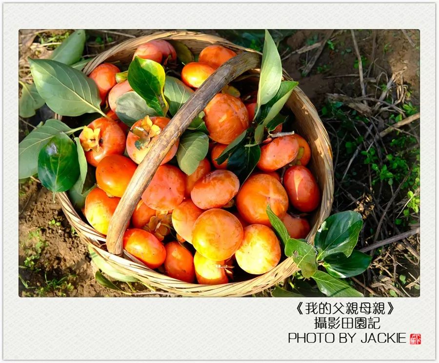 油葵种植_种油葵机器_夏油葵种植技术视频