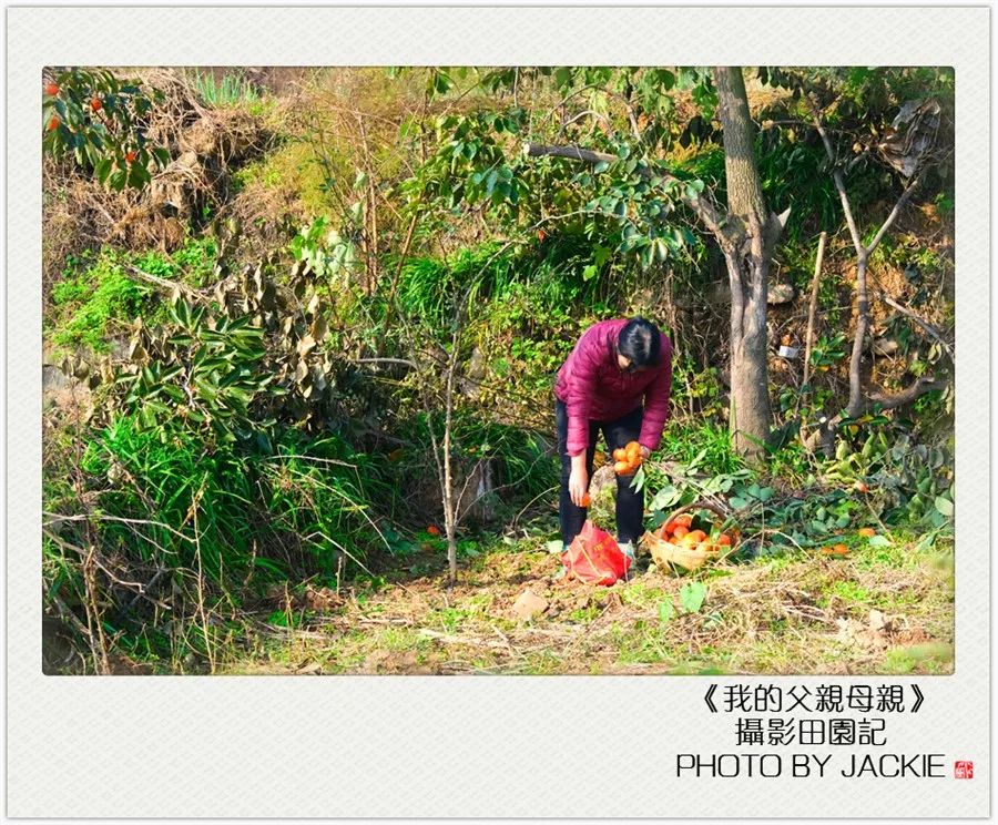 油葵种植_夏油葵种植技术视频_种油葵机器