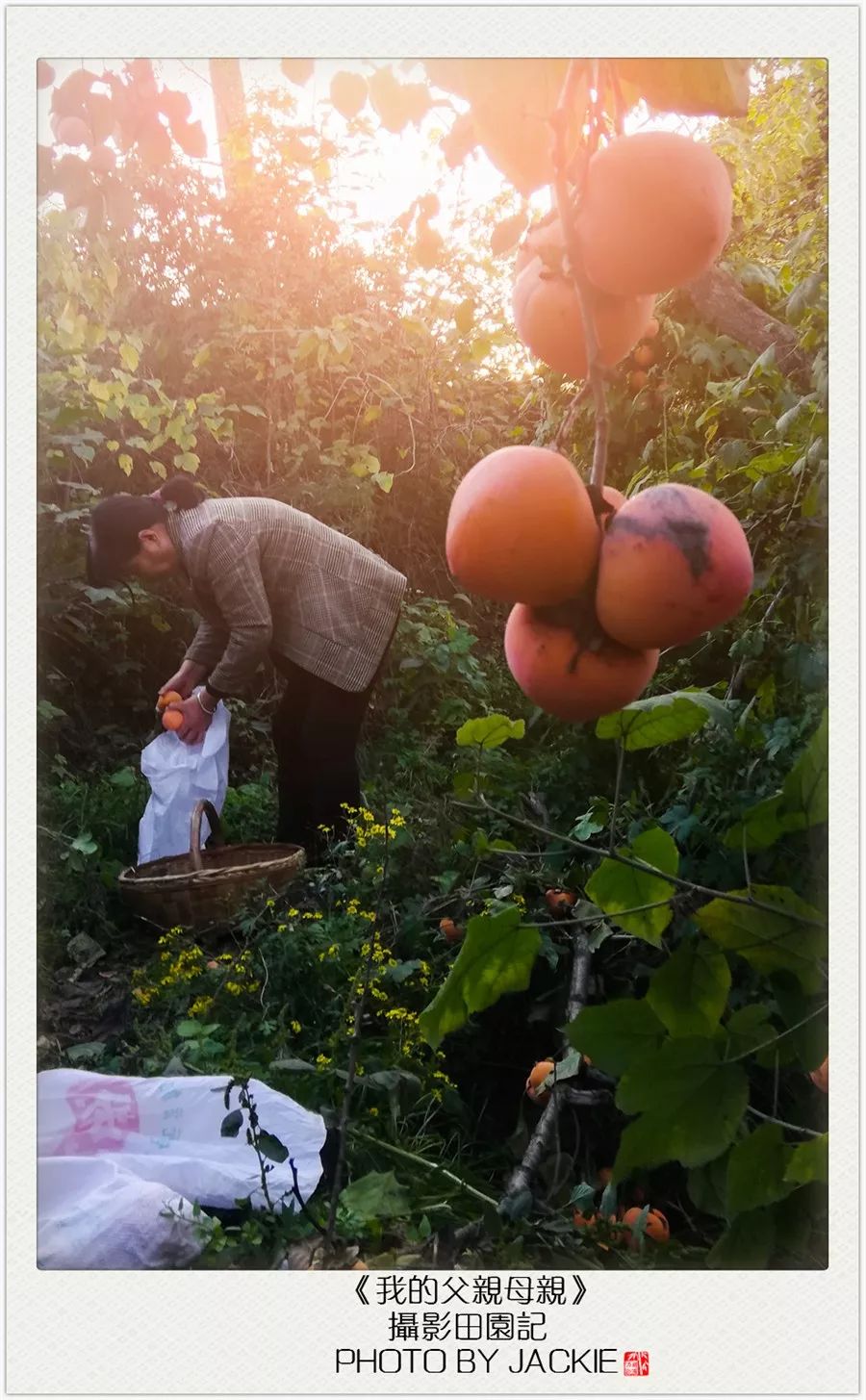 油葵种植_种油葵机器_夏油葵种植技术视频