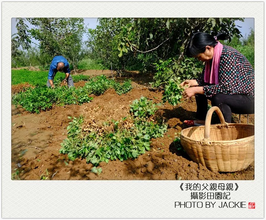 种油葵机器_夏油葵种植技术视频_油葵种植