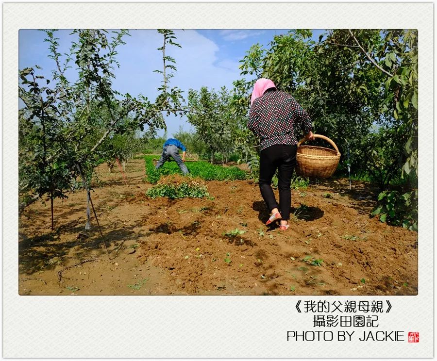 种油葵机器_油葵种植_夏油葵种植技术视频