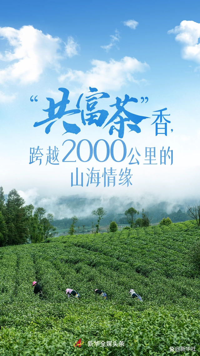 “共富茶”香，跨越2000公里的山海情缘