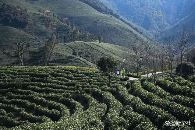 致富茶叶种植方法_致富茶叶种植视频_茶叶怎么种植致富