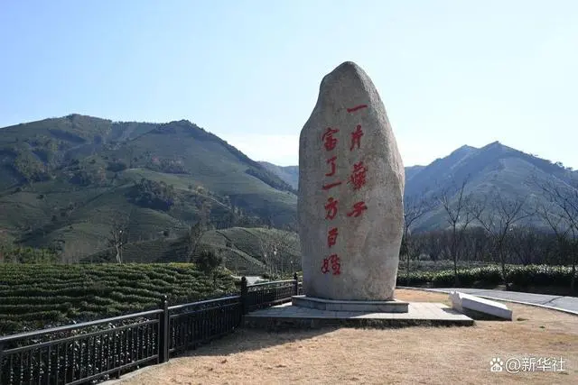 茶叶怎么种植致富_致富茶叶种植方法_致富茶叶种植视频