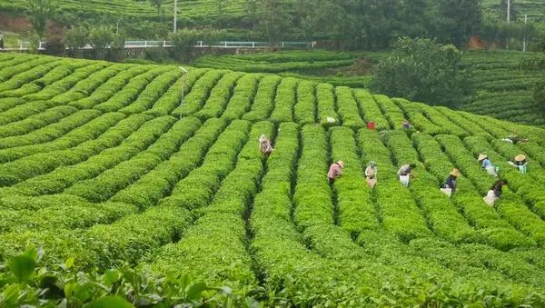 茶叶致富经_茶叶怎么种植致富_致富茶叶种植方法