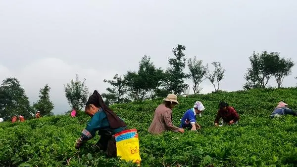 茶叶怎么种植致富_茶叶致富经_致富茶叶种植方法