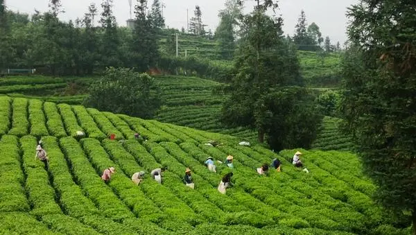 茶叶怎么种植致富_致富茶叶种植方法_茶叶致富经