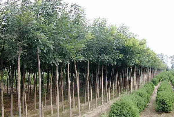 国槐价格行情分析，国槐种植前景