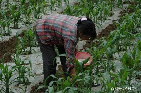 油葵种植_种油葵的播种机有几那几种_夏油葵种植技术视频