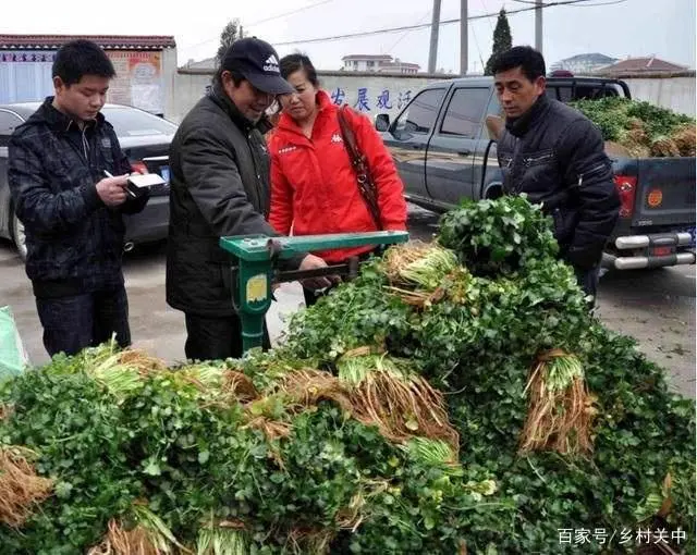 夏油葵种植技术视频_种油葵的播种机有几那几种_油葵种植