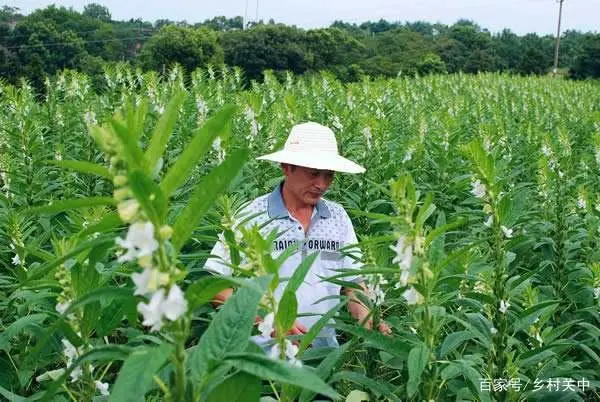 夏油葵种植技术视频_油葵种植_种油葵的播种机有几那几种