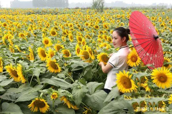 种油葵的播种机有几那几种_油葵种植_夏油葵种植技术视频