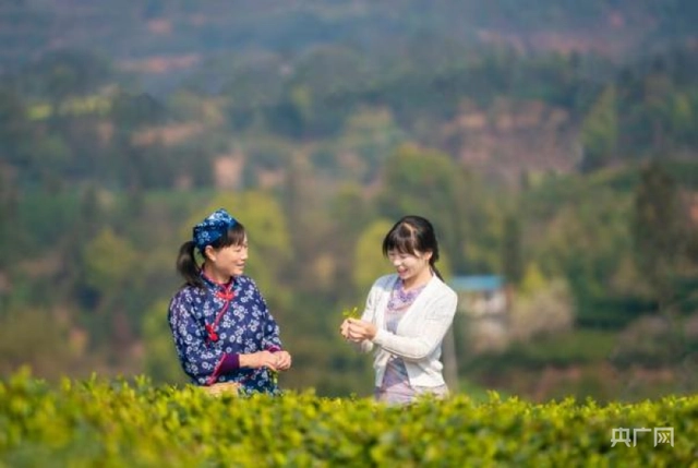 茶叶怎么种植致富_种植茶叶赚钱吗_致富茶叶种植方法