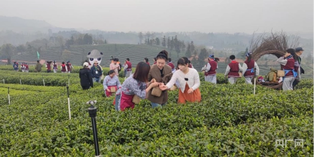 种植茶叶赚钱吗_致富茶叶种植方法_茶叶怎么种植致富