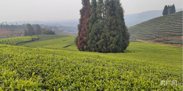 茶叶怎么种植致富_种植茶叶赚钱吗_致富茶叶种植方法