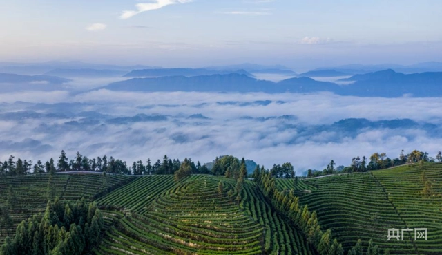 致富茶叶种植方法_茶叶怎么种植致富_种植茶叶赚钱吗