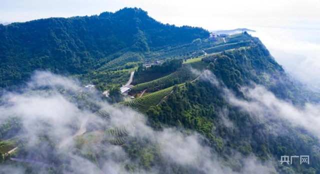 种植茶叶赚钱吗_茶叶怎么种植致富_致富茶叶种植方法