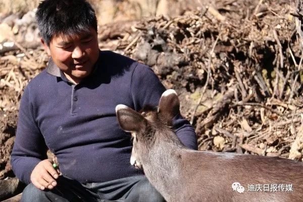 麂子养殖前景_麂子养殖_麂子养殖技术致富经