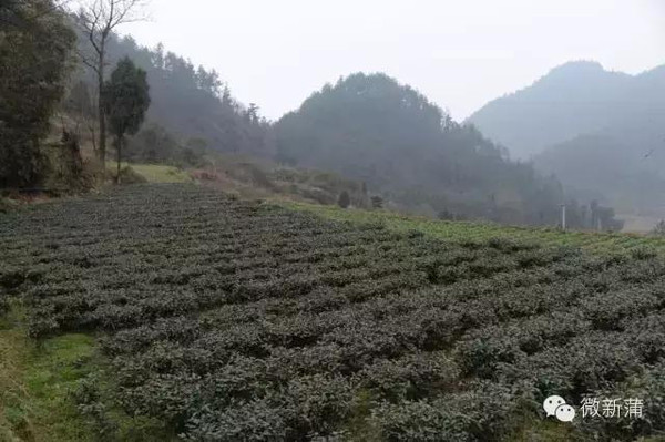 茶叶怎么种植致富_致富茶叶种植视频_致富茶叶种植技术视频