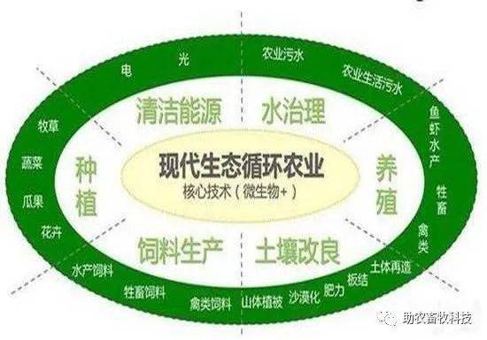 养猪场如何处理动物废弃物和污染问题？微生物技术来帮忙