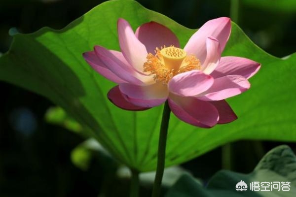 中小型碗莲品种、花径及种植盆器大小