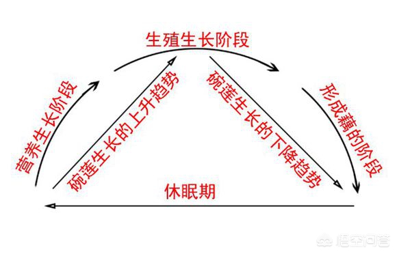 微型碗莲怎么种_致富经微型碗莲种植_种植碗莲的视频