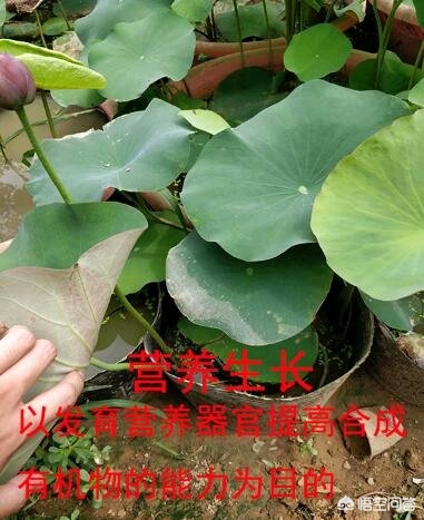 微型碗莲怎么种_种植碗莲的视频_致富经微型碗莲种植