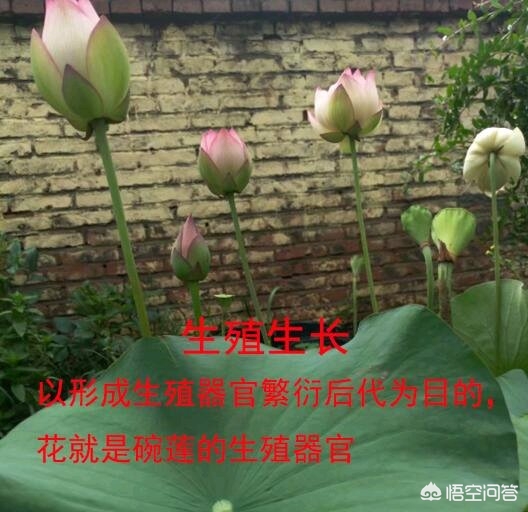 种植碗莲的视频_微型碗莲怎么种_致富经微型碗莲种植