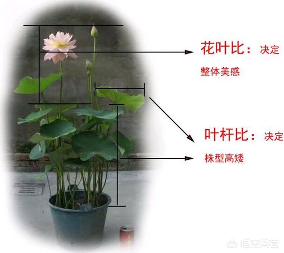 种植碗莲的视频_致富经微型碗莲种植_微型碗莲怎么种