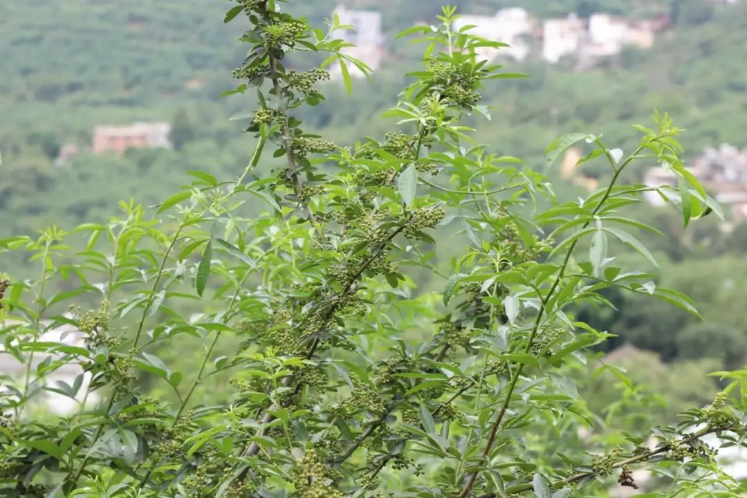 种植花椒的真实利润_花椒种植赚钱吗_种植花椒致富吗