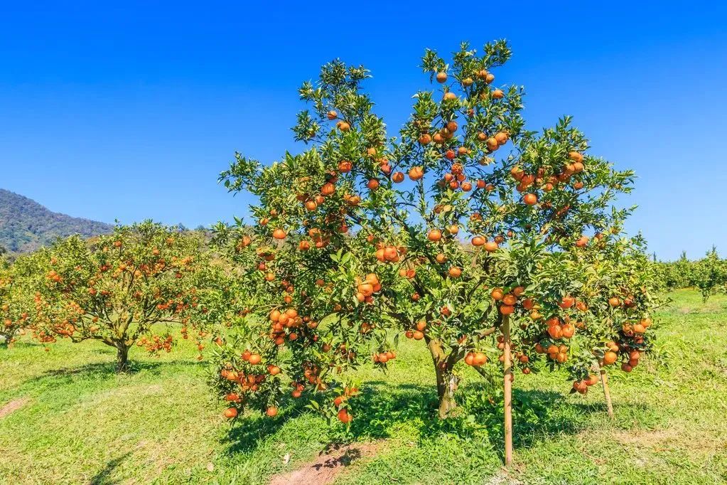 甜柑种植技术_冰激凌面包那道菜叫啥_刀具材料应具备的基本性能包括