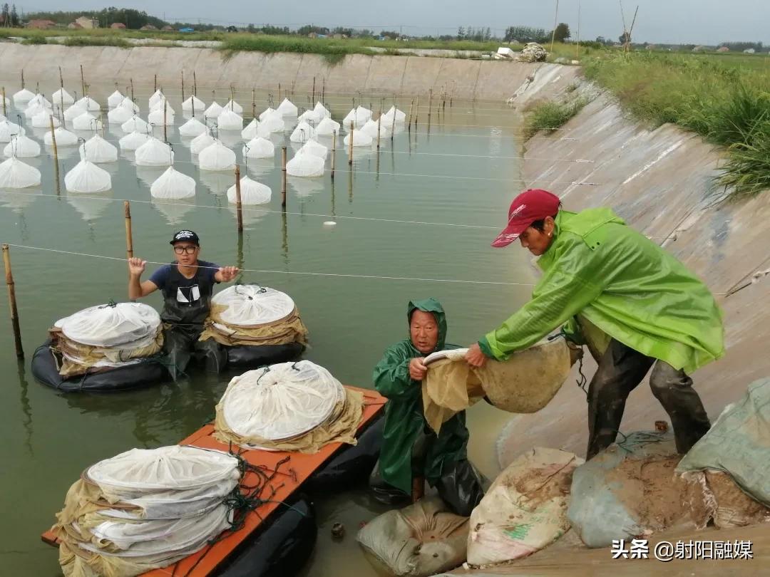 水蛭 致富经_水蛭致富经_致富经水蛭养殖视频