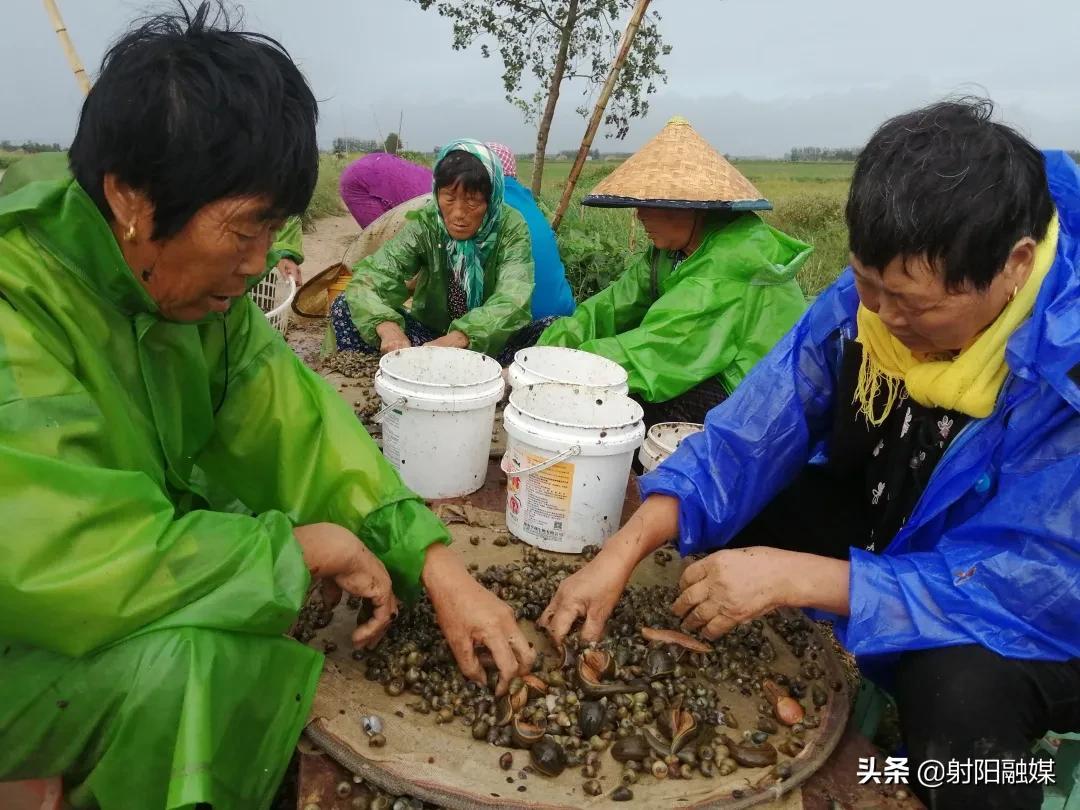 致富经水蛭养殖视频_水蛭 致富经_水蛭致富经