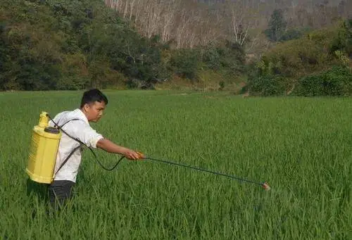 致富茶叶种植方法_种植茶叶赚钱吗_茶叶怎么种植致富