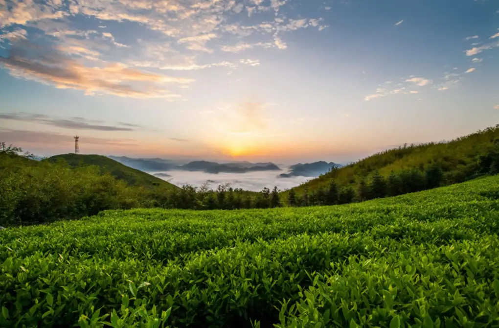 种植茶叶赚钱吗_茶叶怎么种植致富_致富茶叶种植方法