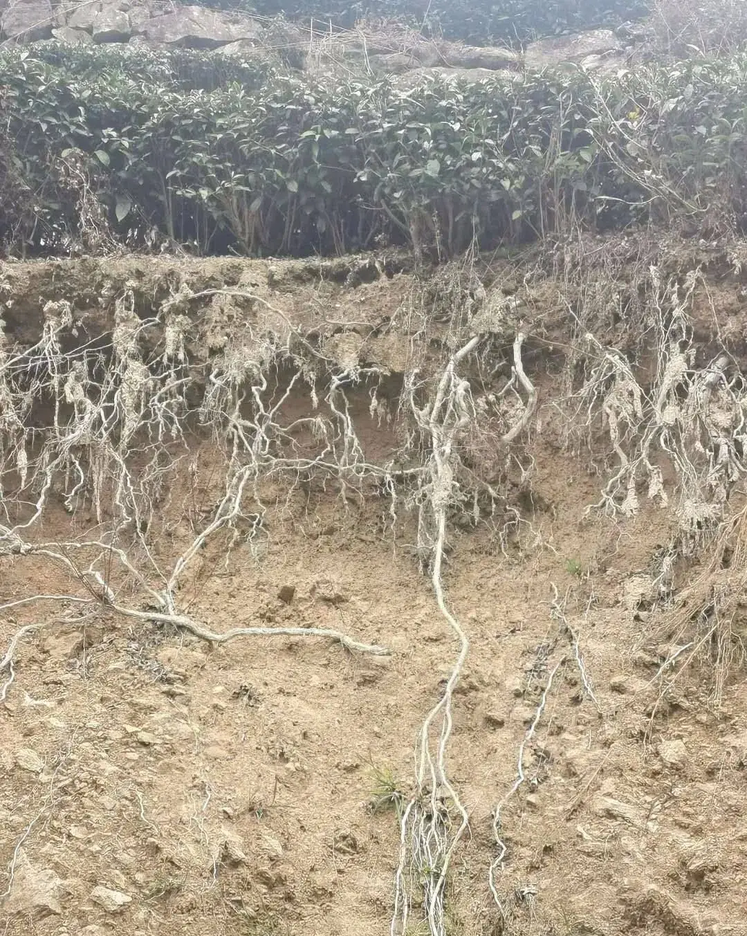 致富茶叶种植方法_种植茶叶赚钱吗_茶叶怎么种植致富