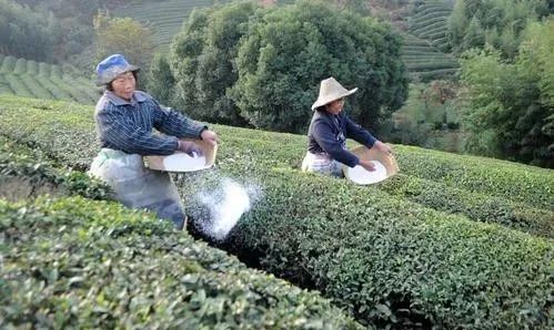 致富茶叶种植方法_种植茶叶赚钱吗_茶叶怎么种植致富