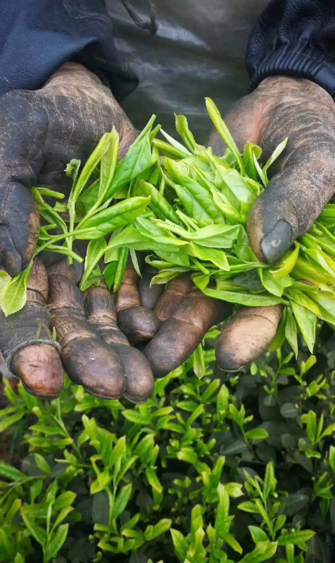 茶叶怎么种植致富_致富茶叶种植方法_种植茶叶赚钱吗