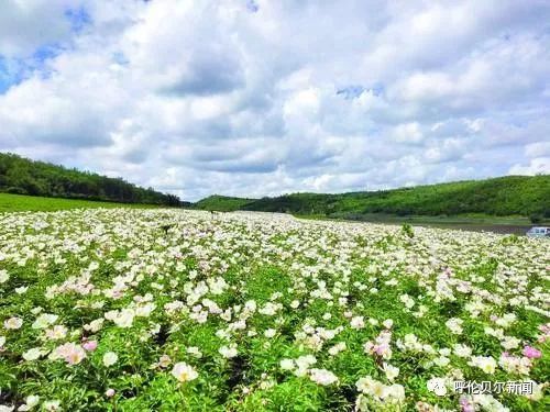 致富药材种植_中药材致富_中药种植致富蓝图