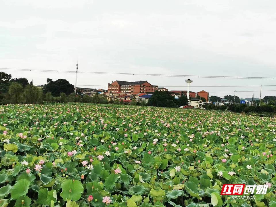 致富经鲈鱼养殖技术_生财有道鲈鱼养殖视频_养樊鲈鱼视频致富经