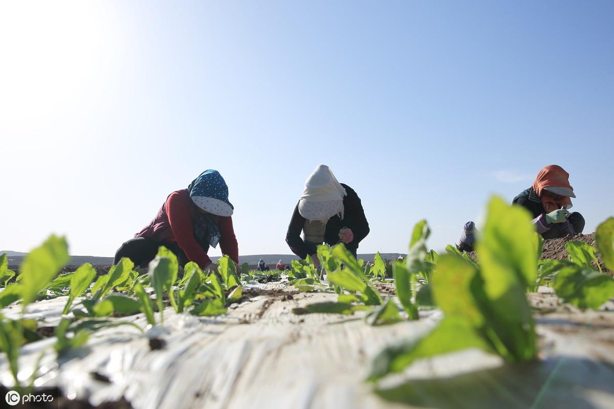 夏甘蓝种植时间和方法_夏甘蓝新品种_夏甘蓝种植技术视频