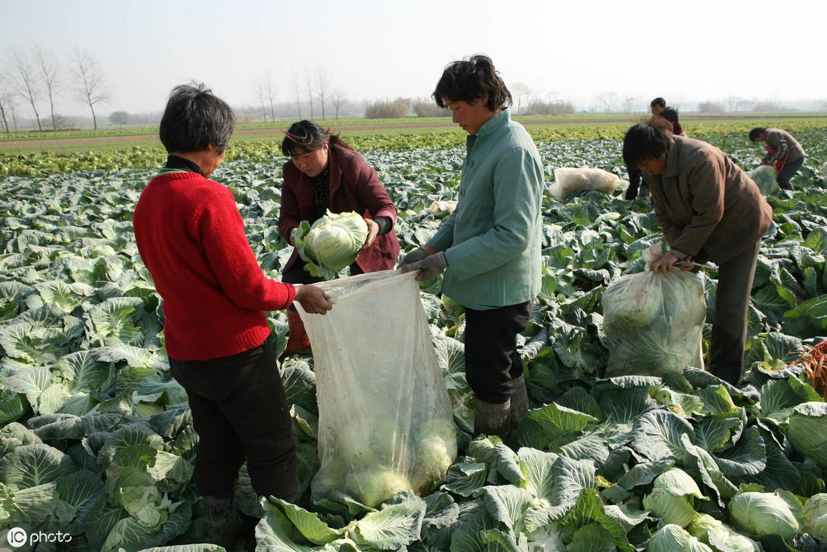 夏甘蓝种植时间和方法_夏甘蓝新品种_夏甘蓝种植技术视频