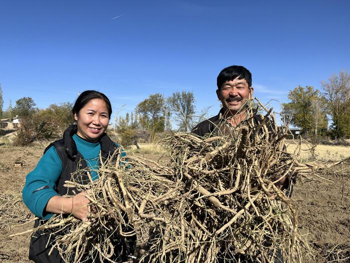 中药种植致富蓝图_致富药材种植_致富中药蓝图种植视频